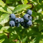 blueberries 7336047 1920