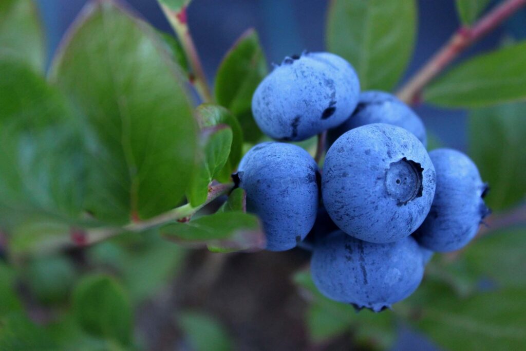 blueberry 1062710 1920